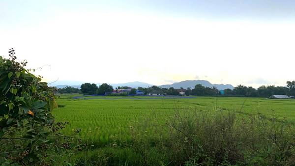 ขายที่ดินทำเลดี ใกล้วิทยาลัยเชียงราย มีทางเข้า ถ.เลี่ยงเมือง R3A ตัดผ่าน สนใจโทร 0991693699